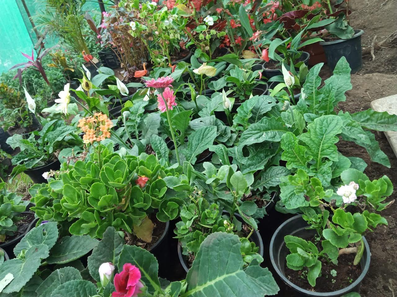 Flowers