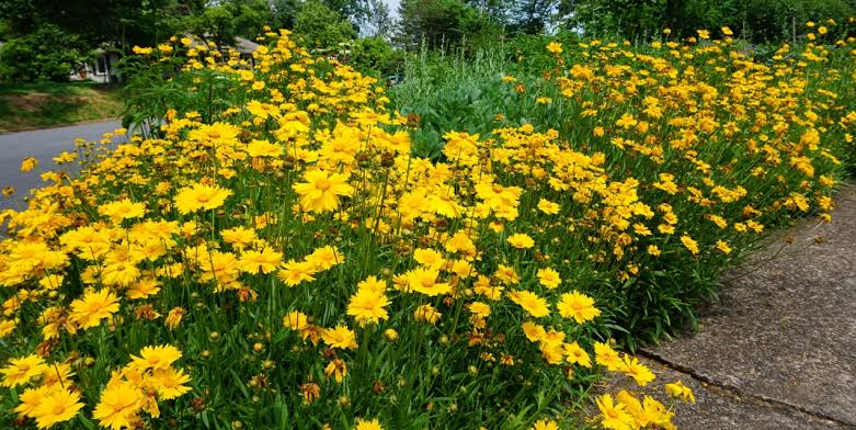 Gyan Nursery & flowers