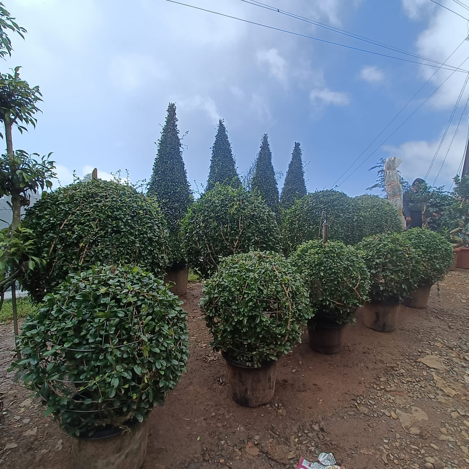 Gyan Nursery & flowers