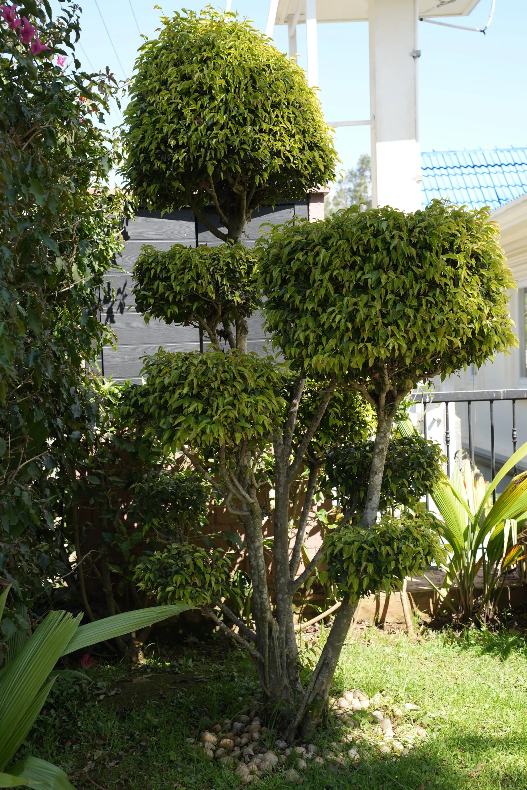 CASA